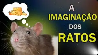 RATOS TAMBÉM TÊM IMAGINAÇÃO