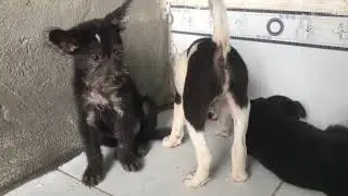 The adorable puppy wants to be full and then he'll go to sleep well