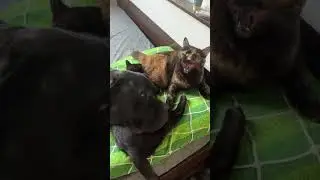 это любовь #животные #кот #котенок #кошка #собака #канекорсо
