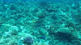 みんな島シュノーケリング