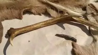 Making an Antler Needle Using Flint Tools