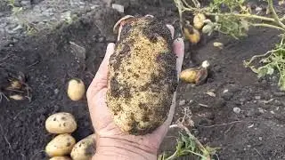 Уборка картошки