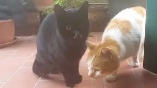 Non ho mai visto una scena del genere...