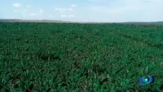 Banana Irrigada