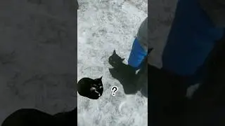 Встретил Maxwell cat? 😱 