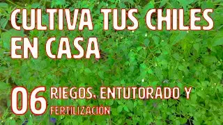 Cultiva tus chiles en casa - 06 - Frecuencia de riego, entutorado y fertilización