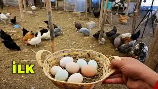 🐔 Yeni Tavuklarımdan İlk Yumurtaları Topladım! 🥚 Çiftlik İşleri - Tavşan Yavrularım - Gezen Tavuklar