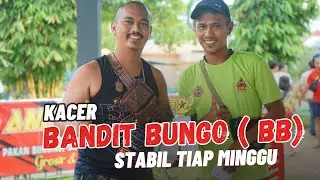 STABIL SETIAP MINGGUNYA ‼️ KACER BANDIT BUNGO ( BB ) Pesaing Tangguh Di Kelasnya