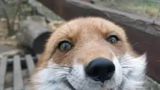 [English Subtitles] Did you ever see a jealous fox? 😂
