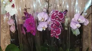 Орхидея уход после покупки