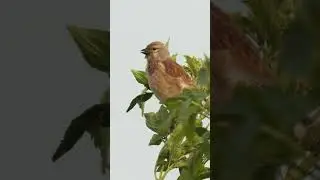 Linnet preening and singing #birds #wildlifewatching #wildlife #wildlifefilm