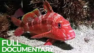 Ocean Stories 4K | Ocean Animal Adventure | Palau Ocean Paradise | Ocean Vibes | Coastal  Seas | HD