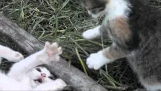 2 cats playing (troll kitty winks)