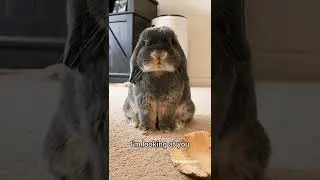 Different Moods Of Bunny 🤩 | Cutest Pet On Internet #shorts #rabbit #pets | Paws and Fur
