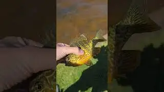 Fish Doing Backflips