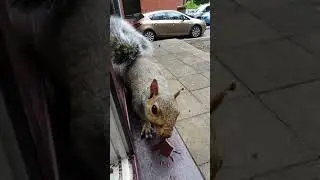 The Squirels are attacking