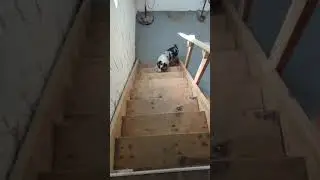 Dog Teach Poor Brother How to Climb Stairs #shorts #pets #lovemydog #funny #adorable #animals