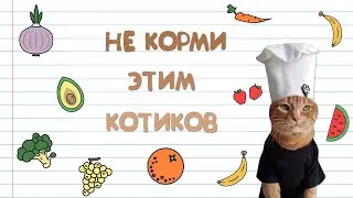 НИКОГДА НЕ КОРМИ ЭТИМ КОТИКА‼️