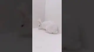 НЗБулька мальчик #кролик  #bunny  #rabbit