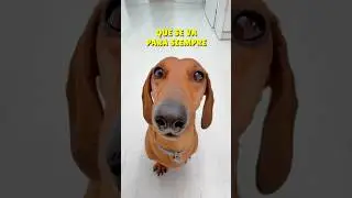 ABANDONADA por MAMÁ!😭 #perrosalchicha #teckel #dachshund #humor #mascotas