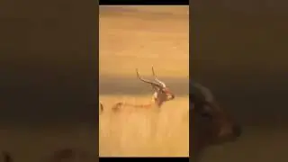 Headshot    |  animal hunting