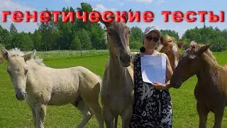 Какой масти наши лошади? Мы получили генетические тесты!