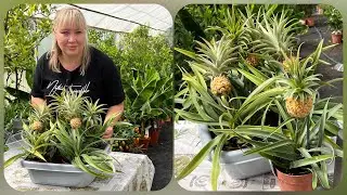 Как определить спелость ананаса карликового? Выращиваем мини ананас 🍍 Часть 1