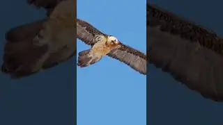 Rare bearded vulture soars over the Alps🦅 | French Alps 🌍🇫🇷