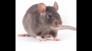 The soul of a RAT - @J.Wilson - A question of CHARACTER