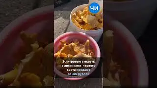 Грибы высшего сорта: за сколько в Челнах продают грузди и лисички