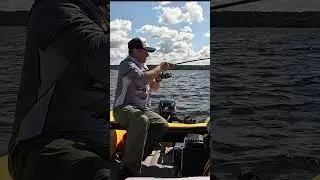 ДАЖЕ ЧАЙКИ РЖУТ!!! СУДАКИ-ЗВЕРИ!!! #fishing #рыбалка #zander #судак #спиннинг