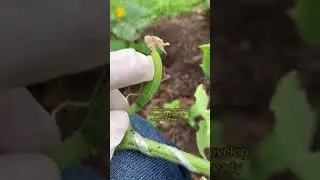 Talking about cucumbers in my garden