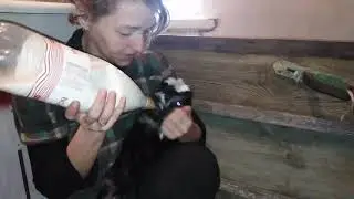 Можно ли месячного козлёнка из под козы, заставить пить из соски, наша практика