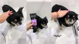 chihuahua Mary bathing 🫧
