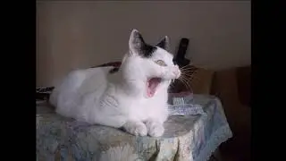 МОИ НАХОДКИ - Коты говорят МЯУ
