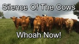 Silence of the Cows (Whoah Now): Short Movie