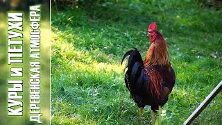 Rural atmosphere. Listen to the sounds of chickens and a rooster in the village yard