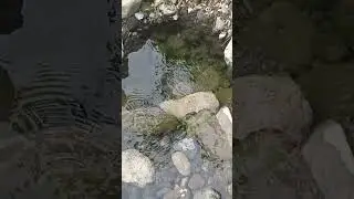 River Brooks #brook #river #riverside #riverbeauty #nature #highlights #fypシ゚viral #fyp #ytshorts