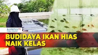 Tembus Mancanegara Lewat Budidaya