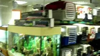 зоомагазин динозаврик 11