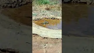 lagartixa tomando água