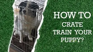How to crate train your puppy?
