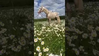 Какая красивая природа создала такую красивую лошадь | #shorts