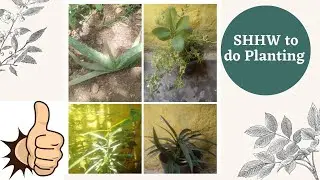 SHHW  of Students | Do Planting or replanting | I Like it| Part 1
