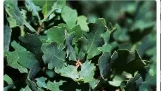 Желуди голубой дуб  quercus douglasii  купить продажа