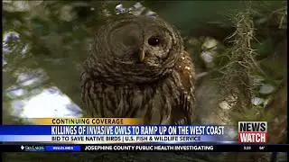 Killings of invasive owls to ramp up on US West Coast in a bid to save native birds