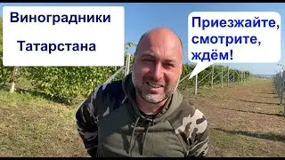 Промышленный виноградник Татарстана или в гостях у Айрата Ялалетдинова