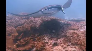 Bali - Manta Point, Nusa Penida, Mantarochen an der Putzerstation, September 2023