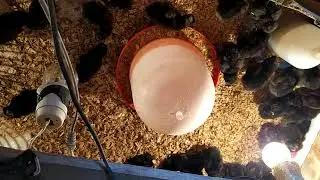 civcivlerin ses ve görüntüsü