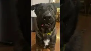My lips get stuck on my teefs!🤨🤨🤨 #doglover #dog #cute #funny #cutedog #funnydog #germanshepherd